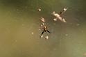 Nephila_edulis_D3547_Z_75_Mt Florence station_Australie